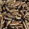 Acacia Seed Beads