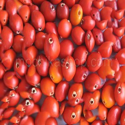 Wholesale 01 Kilogram of Female Huayruro Seed Beads Amazon Forest